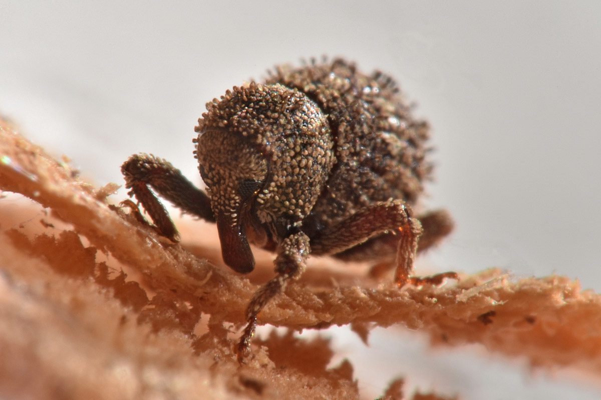 Curculionidae: Acalles sp?  S, Acalles temperei!